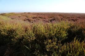 Image result for Sarcocornia