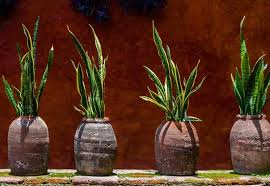 Maybe you would like to learn more about one of these? Sansevieria Care Guide Viper S Bowstring Hemp Snake Plant
