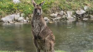 Although best known for hopping, wallabies (as well as kangaroos and wallaroos) can also crawl and swim! The Mysterious Irish Island That S Populated By Australian Wallabies Mental Floss