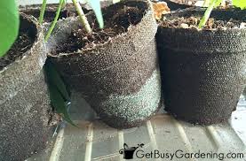 Before getting rid of mold in the plant soil, it is necessary to find out why it appeared there. Mold On Seedlings How To Prevent Mold Growth In Your Seed Trays