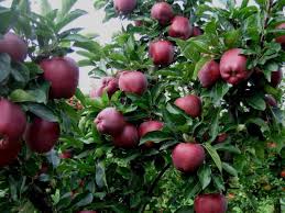 Epal hijau mengandungi nutrisi yang diperlukan untuk meningkatkan pertahanan sistem tubuh. Ketua Red Epal Impian