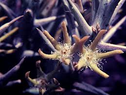 Image result for Orbea rogersii