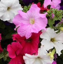 Liste des plantes à fleurs. Fleur Retombante Liste Ooreka