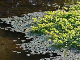 Image result for Marsilea macrocarpa