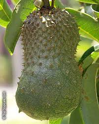 Image result for Annona muricata