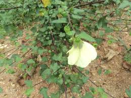 Image result for Hibiscus vitifolius
