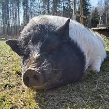 k chemu snitsya svinya vopros chastyj prostye tolkovaniya snov iz populyarnyh sonnikov pomogut ponyat k chemu snitsya svinya porosenok svinya zhivotnye porosyata