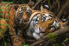 Hey kau si gadis berkebaya, apa yang membuat kau menjeling? A Local Documentary On Our Harimau Malaya Selected For Aviff Cannes Art Film Festival Entertainment Rojak Daily