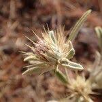 Image result for Dicoma