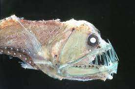 We did not find results for: 7 Zona Kedalaman Laut Dan Jenis Hewan Yang Hidup Di Sana