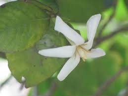 Image result for Gardenia resinifera