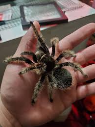 Maybe you would like to learn more about one of these? Honduran Or Nicaraguan Curly Hair Arachnoboards