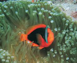 Book Excerpt Clownfishes A Guide To Their Captive Care