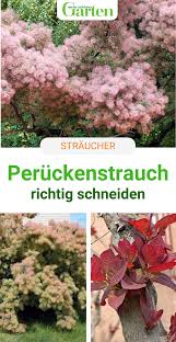 Peruckenstrauch Schneiden Die Besten Tipps In 2020 Peruckenstrauch Pflanzen Peruckenbaum