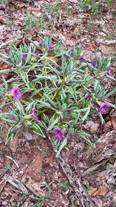 Image result for Pterodiscus elliottii