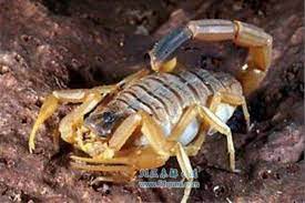 Jump to navigation jump to search. å·´å‹'æ–¯å¦æ¯'èŽ ä¸–ç•Œä¸Šæœ€æ¯'çš„èŽå­æ€Žä¹ˆå…»æ‰ä¸ä¼šè¢«è›° 51åŒºæœªè§£ä¹‹è°œç½'