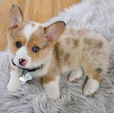 Why do people put corgis up for adoption or in a rescue? Thomas Acres Home Facebook