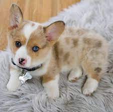 Pembroke welsh corgi, illinois » raleigh township Haynes Corgis Illinois Home Facebook