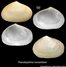 Image result for Pseudovigna