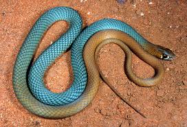 New Aussie snake species discovered
