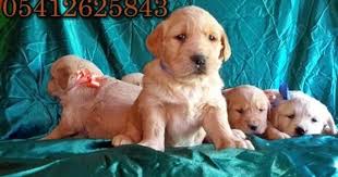 golden irk ozellikleri golden retriever retriever