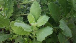 Image result for Pseudoconyza viscosa