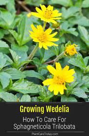 Wedelia Trilobata Plant Care Grow Sphagneticola Groundcover Ground Cover Plants Plants Invasive Plants