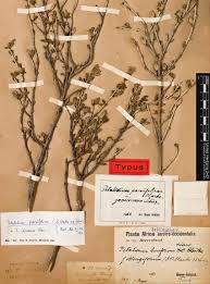 Image result for Petalidium englerianum