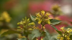 Image result for Clutia sessilifolia