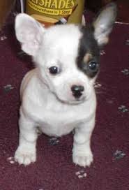 I Need This Chihuahua Mix Puppies Dogs And Puppies Puppies