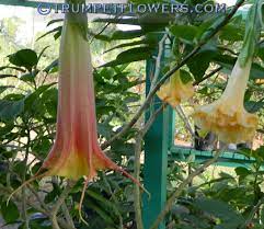 Pin On Brugmansia