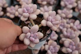 Image result for Ischaemum amethystinum