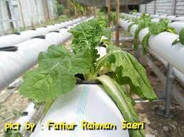 Check spelling or type a new query. Layu Daun Kawans Tanduran Kutho Hydroponics Facebook