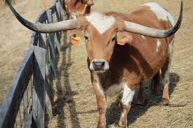 White leghorns may well lay until they are 3 years old but of course the laying potential decreases over time. Miniature Texas Longhorn The Maryland Zoo