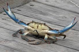 Hungry cat is back and revisits the picross and nonogram classics! Adventures Of An Urban Angler Eringoscratch