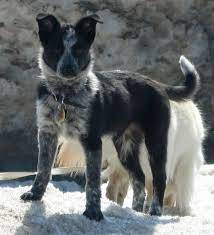 Australian Cattle Dog Border Collie Mix Border Collie Mix Puppies Aussie Cattle Dog Australian Cattle Dog Mix