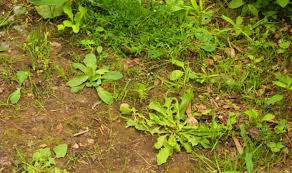 Learn how to get rid of unwanted vegetation once and for all. How To Kill Weeds Permanently Simple Effective Control