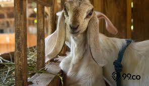 Seperti namanya, kambing etawa kambing etawa cocok dipiara di jenis lahan apa saja. Cara Ternak Kambing Etawa Cepat Sukses Untung Ternyata Mudah