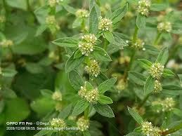 Image result for Spermacoce mauritiana