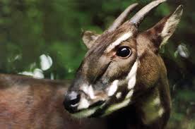 Close To Extinction 35 Critically Endangered Animals Endangered Animals Saola Animals