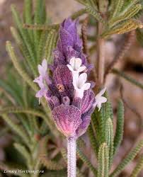 Image result for Lavandula dentata