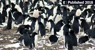 Watch online fly, penguin (2009) openload. A Supercolony Of Penguins Has Been Found Near Antarctica The New York Times
