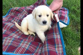 Golden retriever puppies is with pushpa jha. Joanne Ruthsatz Has Golden Retriever Puppies For Sale In Sandusky Oh On Akc Puppyfinder Retriever Puppy Puppies For Sale Golden Retriever