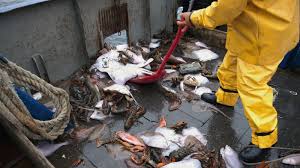 Ancient And Vulnerable: 25 Percent Of Sharks And Rays Risk Extinction : NPR