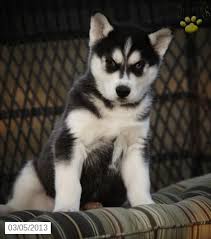 She has a great temperament. Pin On Husky