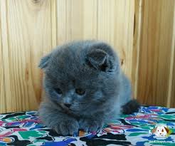 Satilik Scottish Fold Panosundaki Pin