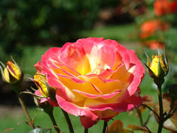 If i put it in my batter, it will make my batter bitter. Betty Macdonald Fan Club Betty Macdonald And Beautiful Roses