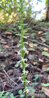 Image result for Zeuxine elongata