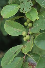 Image result for Bridelia mollis