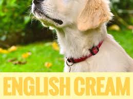 Contact billings golden retriever breeders near you using our free golden retriever puppies, health tested clear parents, ofa tested good and excellent. The Truth About English Cream White Golden Retrievers Pethelpful